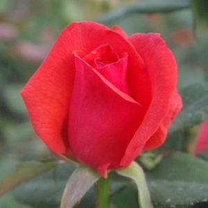Resolut® - red - bed and borders rose - floribunda